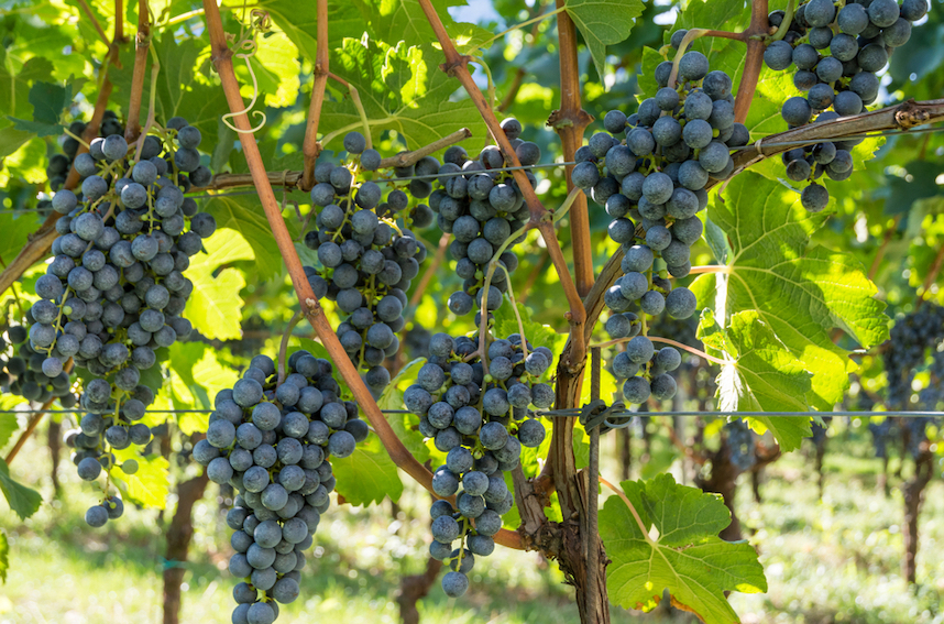 Lagrein: alla scoperta del vitigno autoctono dell'Alto Adige