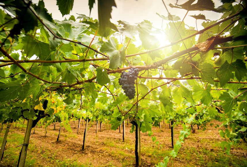 La storia del vitigno Cannonau, icona della Sardegna