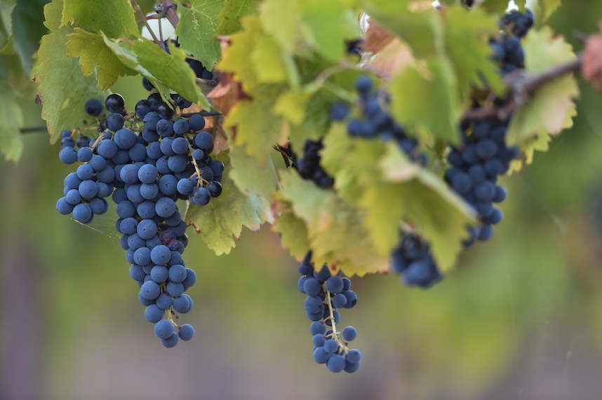 Vino Sagrantino di Montefalco (Montefalco Sagrantino) DOCG