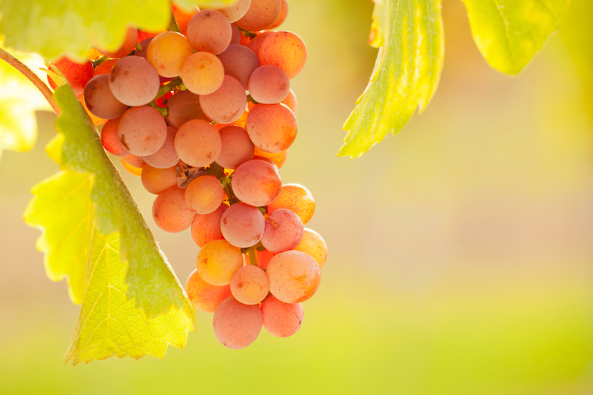 Vitigno Gewrztraminer: 10 cose da sapere